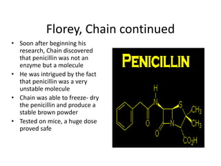 Florey, Chain continued
• Soon after beginning his
research, Chain discovered
that penicillin was not an
enzyme but a molecule
• He was intrigued by the fact
that penicillin was a very
unstable molecule
• Chain was able to freeze- dry
the penicillin and produce a
stable brown powder
• Tested on mice, a huge dose
proved safe
 