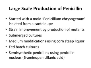 Large Scale Production of Penicillin
• Started with a mold ‘Penicillium chrysogenum’
isolated from a cantaloupe
• Strain improvement by production of mutants
• Submerged cultures
• Medium modifications using corn steep liquor
• Fed batch cultures
• Semisynthetic penicillins using penicillin
nucleus (6-aminopenicillanic acid)
 