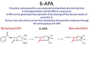 N
S
H2N
O
6-APA
Presently, many penicillins are produced semisynthetically starting from
6-aminopenicillanic acid (6-APA) as a precursor.
6-APA can be generated from penicillin G by cleaving off the benzyl moiety of
penicillin G.
Various new side chains can be then attached to the penicillin molecule through
the amino group of 6-APA
N
S
R C O NH
CH3
O
CO2H
New penicillins
6-APA
N
S
HN
CH3
CH3
O CO2
H
O
Benzyl-penicillin
CH3
CH3
CH3
CO2H
 