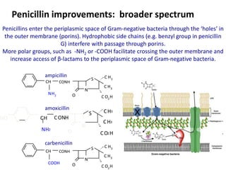 Penicillin improvements: broader spectrum
Penicillins enter the periplasmic space of Gram-negative bacteria through the ‘holes’ in
the outer membrane (porins). Hydrophobic side chains (e.g. benzyl group in penicillin
G) interfere with passage through porins.
More polar groups, such as -NH2 or -COOH facilitate crossing the outer membrane and
increase access of β-lactams to the periplasmic space of Gram-negative bacteria.
N
S
C H3
C H3
O C O2H
CH
NH2
ampicillin
CONH
N
S
CONH
CH3
CH3
O CO2H
CH
NH2
O
H
amoxicillin
N
S
C H3
C H3
O C O2H
CH
COOH
carbenicillin
CONH
 