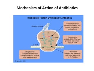 Mechanism of Action of Antibiotics
 