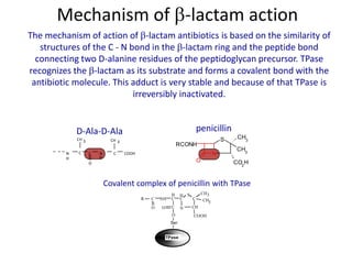 The mechanism of action of -lactam antibiotics is based on the similarity of
structures of the C - N bond in the -lactam ring and the peptide bond
connecting two D-alanine residues of the peptidoglycan precursor. TPase
recognizes the -lactam as its substrate and forms a covalent bond with the
antibiotic molecule. This adduct is very stable and because of that TPase is
irreversibly inactivated.
N
H
C
CH 3
C COOH
CH 3
N
H
C
O
NH C C
H S
R C
O
H
C
O N
C
CH
COOH
CH3
O
Ser
TPase
CH3
D-Ala-D-Ala penicillin
Covalent complex of penicillin with TPase
Mechanism of -lactam action
N
S
RCONH
CH3
CH3
O CO2
H
 