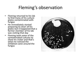 Fleming’s observation
• Fleming returned to his lab
to find many of his culture
plates contaminated with
fungus
• He immediately started
preparing to clean all his
plates but it happened that a
former member of his lab
was visiting that day
• Fleming took some of the
contaminated cultures to
show his visitor and that’s
when he noticed the
inhibition zone around the
fungus
 