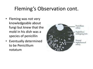 Fleming’s Observation cont.
• Fleming was not very
knowledgeable about
fungi but knew that the
mold in his dish was a
species of penicillin
• Eventually determined
to be Penicillium
notatum
 