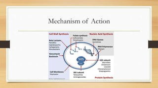 Mechanism of Action
 