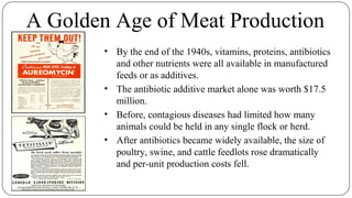 A Golden Age of Meat Production
• By the end of the 1940s, vitamins, proteins, antibiotics
and other nutrients were all available in manufactured
feeds or as additives.
• The antibiotic additive market alone was worth $17.5
million.
• Before, contagious diseases had limited how many
animals could be held in any single flock or herd.
• After antibiotics became widely available, the size of
poultry, swine, and cattle feedlots rose dramatically
and per-unit production costs fell.
 