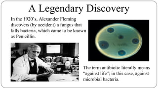 A Legendary Discovery
In the 1920’s, Alexander Fleming
discovers (by accident) a fungus that
kills bacteria, which came to be known
as Penicillin.
The term antibiotic literally means
“against life”; in this case, against
microbial bacteria.
 