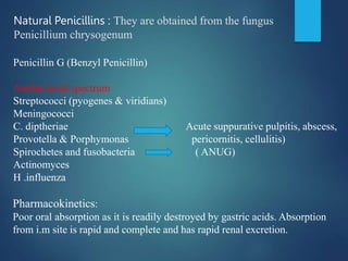 Natural Penicillins : They are obtained from the fungus
Penicillium chrysogenum
Penicillin G (Benzyl Penicillin)
Antibacterial spectrum
Streptococci (pyogenes & viridians)
Meningococci
C. diptheriae Acute suppurative pulpitis, abscess,
Provotella & Porphymonas pericornitis, cellulitis)
Spirochetes and fusobacteria ( ANUG)
Actinomyces
H .influenza
Pharmacokinetics:
Poor oral absorption as it is readily destroyed by gastric acids. Absorption
from i.m site is rapid and complete and has rapid renal excretion.
 