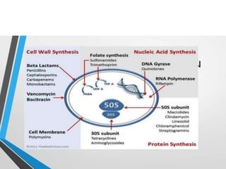 Antibiotics in surgery DR. SHILULI | PPTX