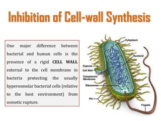 Inhibition of Cell-wall Synthesis
One major difference between
bacterial and human cells is the
presence of a rigid CELL WALL
external to the cell membrane in
bacteria protecting the usually
hyperosmolar bacterial cells (relative
to the host environment) from
osmotic rupture.
 