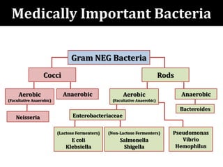 Cocci
Gram NEG Bacteria
Aerobic
(Facultative Anaerobic)
Anaerobic Anaerobic
Neisseria
Rods
Aerobic
(Facultative Anaerobic)
Enterobacteriaceae
(Lactose Fermenters)
E coli
Klebsiella
(Non-Lactose Fermenters)
Salmonella
Shigella
Bacteroides
Pseudomonas
Vibrio
Hemophilus
Medically Important Bacteria
 