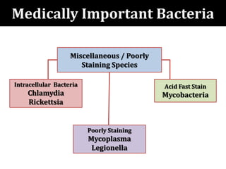 Intracellular Bacteria
Chlamydia
Rickettsia
Miscellaneous / Poorly
Staining Species
Acid Fast Stain
Mycobacteria
Poorly Staining
Mycoplasma
Legionella
Medically Important Bacteria
 