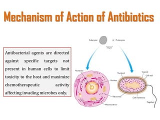 Mechanism of Action of Antibiotics
Antibacterial agents are directed
against specific targets not
present in human cells to limit
toxicity to the host and maximize
chemotherapeutic activity
affecting invading microbes only.
 