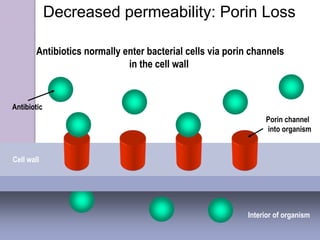 Decreased permeability: Porin Loss
Interior of organism
Cell wall
Porin channel
into organism
Antibiotic
Antibiotics normally enter bacterial cells via porin channels
in the cell wall
 