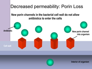 Decreased permeability: Porin Loss
Interior of organism
Cell wall
New porin channel
into organism
Antibiotic
New porin channels in the bacterial cell wall do not allow
antibiotics to enter the cells
 