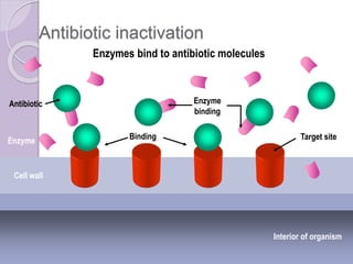 Antibiotic inactivation
Interior of organism
Cell wall
Antibiotic
Target siteBindingEnzyme
Enzyme
binding
Enzymes bind to antibiotic molecules
 