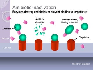 Antibiotic inactivation
Interior of organism
Cell wall
Antibiotic
Target siteEnzyme
Antibiotic
destroyed
Antibiotic altered,
binding prevented
Enzymes destroy antibiotics or prevent binding to target sites
 