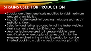 STRAINS USED FOR PRODUCTION
● Species are often genetically modified to yield maximum
amount of antibiotics.
● Mutation is often used- introducing mutagens such as UV
radiations, X rays.
● Selection and further reproduction of the higher yielding
strains can raise yields by 20 folds or more.
● Another technique used to increase yields in gene
amplification, where copies of genes coding for the
enzymes involved in the antibiotic production can be
inserted back into a cell, via vectors such as plasmids.
 