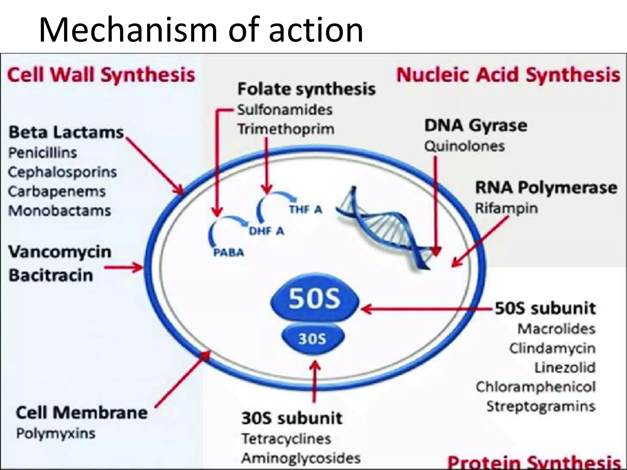 Mechanism of action
 
