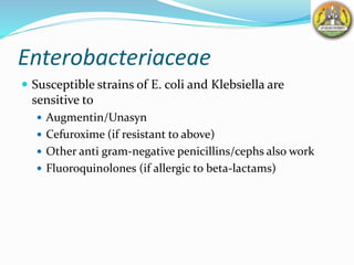 Enterobacteriaceae
 Susceptible strains of E. coli and Klebsiella are
sensitive to
 Augmentin/Unasyn
 Cefuroxime (if resistant to above)
 Other anti gram-negative penicillins/cephs also work
 Fluoroquinolones (if allergic to beta-lactams)
 