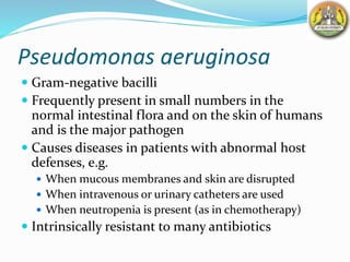 Pseudomonas aeruginosa
 Gram-negative bacilli
 Frequently present in small numbers in the
normal intestinal flora and on the skin of humans
and is the major pathogen
 Causes diseases in patients with abnormal host
defenses, e.g.
 When mucous membranes and skin are disrupted
 When intravenous or urinary catheters are used
 When neutropenia is present (as in chemotherapy)
 Intrinsically resistant to many antibiotics
 