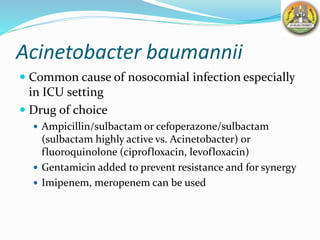 Acinetobacter baumannii
 Common cause of nosocomial infection especially
in ICU setting
 Drug of choice
 Ampicillin/sulbactam or cefoperazone/sulbactam
(sulbactam highly active vs. Acinetobacter) or
fluoroquinolone (ciprofloxacin, levofloxacin)
 Gentamicin added to prevent resistance and for synergy
 Imipenem, meropenem can be used
 