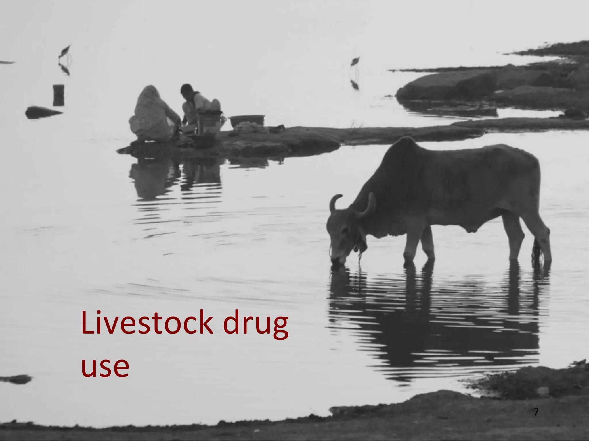 Livestock drug
use
7
 