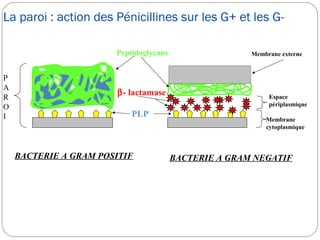 La paroi : action des Pénicillines sur les G+ et les G-
6
β- lactamase
Peptidoglycane
PLP
Membrane
cytoplasmique
Espace
périplasmique
Membrane externe
BACTERIE A GRAM POSITIF BACTERIE A GRAM NEGATIF
P
A
R
O
I
 