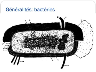 Généralités: bactéries
 