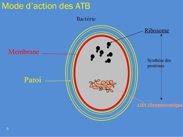 Lanalyse sur le parasite à ekaterinbourge