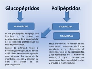 VANCOMICINA                            BACITRACINA

es un glucopéptido complejo que
interfiere en la síntesis de                    POLIMIXINAS
peptidoglucano de la pared celular
de las bacterias grampositivas en
fase de proliferación.               Estos antibióticos se insertan en las
                                     membranas bacterianas de forma
Carece de actividad frente a
                                     semejante a un detergente al
bacterias gramnegativas, ya que la
                                     interactuar con los lipopolisacáridos
molécula es excesivamente grande
                                     y los fosfolípidos de la membrana
para atravesar los poros de la
                                     externa, lo que comporta un
membrana exterior y alcanzar su
                                     aumento de la permeabilidad celular
diana     de     acción   en    el
                                     y provoca la muerte celular.
peptidoglucano.
 