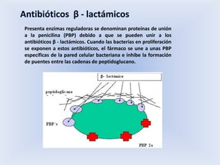 Presenta enzimas reguladoras se denominan proteínas de unión
a la penicilina (PBP) debido a que se pueden unir a los
antibióticos β - lactámicos. Cuando las bacterias en proliferación
se exponen a estos antibióticos, el fármaco se une a unas PBP
específicas de la pared celular bacteriana e inhibe la formación
de puentes entre las cadenas de peptidoglucano.
 