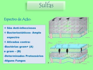 Sulfas
Espectro de Ação:
 São Anti-infecciosos
 Bacteriostáticos- Amplo
espectro
 Ativadas contra:
-Bactérias gram+ (A)
e gram – (B)
-Determinados Protozoários
-Alguns Fungos
 