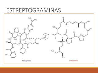 ESTREPTOGRAMINAS
 