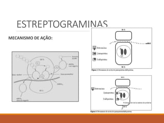 ESTREPTOGRAMINAS
MECANISMO DE AÇÃO:
 