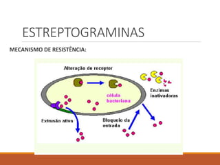 ESTREPTOGRAMINAS
MECANISMO DE RESISTÊNCIA:
 