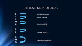 SINTESIS DE PROTEINAS
C
L
I
M
A
T
E
A
M
O
-CLORANFENICOL
-LICOSAMIDAS
-MACROLIDOS
-TETRACICLINAS
-AMINOGLUCOSIDOS
 