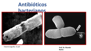 Antibióticos
bacterianos
Prof. Dr. Ricardo
Rocha
Fotomicrografia : E.coli
 