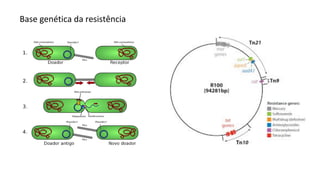 Base genética da resistência
 