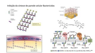 9
Inibição da síntese de parede celular Bactericidas
 