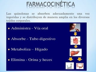 Las quinolonas se absorben adecuadamente una vez
ingeridas y se distribuyen de manera amplia en los diversos
tejidos corporales.
 