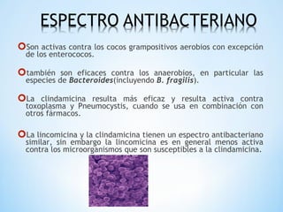 Son activas contra los cocos grampositivos aerobios con excepción
de los enterococos.
también son eficaces contra los anaerobios, en particular las
especies de Bacteroides(incluyendo B. fragilis).
La clindamicina resulta más eficaz y resulta activa contra
toxoplasma y Pneumocystis, cuando se usa en combinación con
otros fármacos.
La lincomicina y la clindamicina tienen un espectro antibacteriano
similar, sin embargo la lincomicina es en general menos activa
contra los microorganismos que son susceptibles a la clindamicina.
 