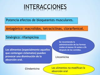 Potencia efectos de bloqueantes musculares.
Antagónico: macrolidos, tetraciclinas, clorarfenicol.
Sinérgico: rifampicinaSinérgico: rifampicina
Los alimentos (especialmente aquellos
que contengan ciclamatos) pueden
provocar una disminución de la
absorción oral.
Se recomienda la
administración de las formas
orales al menos 1h antes o 2h
después de las comidas.
Lincomicina
Los alimentos no modifican la
absorción oral
Clindamicina
 