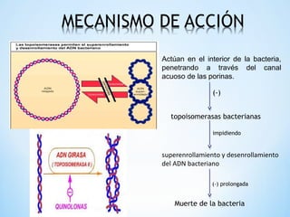 Actúan en el interior de la bacteria,
penetrando a través del canal
acuoso de las porinas.
superenrollamiento y desenrollamiento
del ADN bacteriano
topoisomerasas bacterianas
(-)
impidiendo
Muerte de la bacteria
(-) prolongada
 