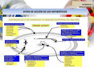 SITIOS DE ACCION DE LOS ANTIBIÓTICOS
ANTIBIÓTICOS
BETALACTAMICOS
 