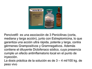 Pencivet®  es una asociación de 3 Penicilinas (corta, mediana y larga acción), junto con Estreptomicina, lo que garantiza una acción ultra rápida, potente y larga, contra gérmenes Grampositivos y Gramnegativos. Además contiene el diluyente Diclofenaco sódico, cuya presencia cumple un efecto antiinflamatorio local en el punto de inyección.   La dosis práctica de la solución es de 3 – 4 ml/100 kg. de peso vivo  