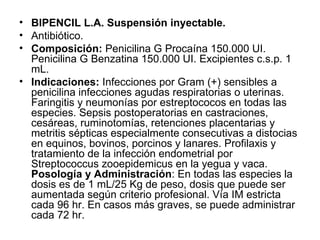 BIPENCIL L.A. Suspensión inyectable. Antibiótico. Composición:  Penicilina G Procaína 150.000 UI. Penicilina G Benzatina 150.000 UI. Excipientes c.s.p. 1 mL. Indicaciones:  Infecciones por Gram (+) sensibles a penicilina infecciones agudas respiratorias o uterinas. Faringitis y neumonías por estreptococos en todas las especies. Sepsis postoperatorias en castraciones, cesáreas, ruminotomías, retenciones placentarias y metritis sépticas especialmente consecutivas a distocias en equinos, bovinos, porcinos y lanares. Profilaxis y tratamiento de la infección endometrial por Streptococcus zooepidemicus en la yegua y vaca.  Posología y Administración : En todas las especies la dosis es de 1 mL/25 Kg de peso, dosis que puede ser aumentada según criterio profesional. Vía IM estricta cada 96 hr. En casos más graves, se puede administrar cada 72 hr. 