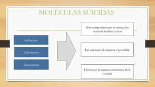 MOLÉCULAS SUICIDAS
Sulbactam
Tazobactam
Clavulanato
Son compuestos que se unen a las
enzimas betalactámicas
Las inactivan de manera irreversible
Destruyen la barrera enzimática de la
bacteria
 