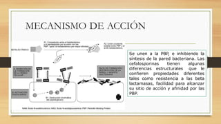 MECANISMO DE ACCIÓN
Se unen a la PBP, e inhibiendo la
síntesis de la pared bacteriana. Las
cefalosporinas tienen algunas
diferencias estructurales que le
confieren propiedades diferentes
tales como resistencia a las beta
lactamasas, facilidad para alcanzar
su sitio de acción y afinidad por las
PBP.
 