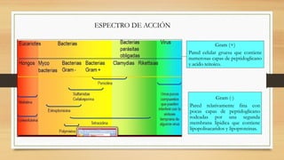 ESPECTRO DE ACCIÓN
Gram (+)
Pared celular gruesa que contiene
numerosas capas de peptidoglicano
y acido teitoico.
Gram (-)
Pared relativamente fina con
pocas capas de peptidoglicano
rodeadas por una segunda
membrana lipidica que contiene
lipopolisacaridos y lipoproteinas.
 
